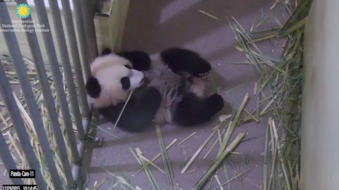 Washington DC - National Zoological Park webcam