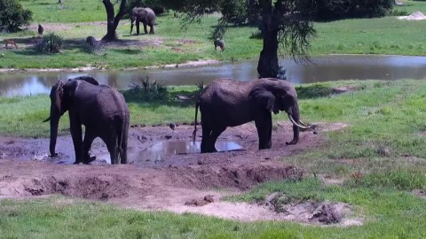Wildlife  in Tembe Elephant Park webcam