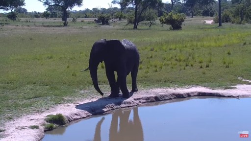 Wildlife  in Sabi Sand Game Reserve webcam