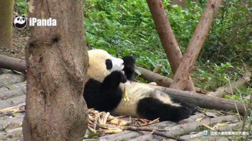 Giant Panda  in Chengdu webcam