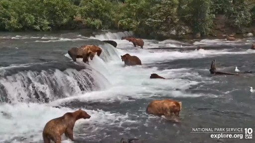 Katmai National Park - Brooks Falls webcam
