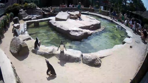 Penguins at Paradise Park webcam