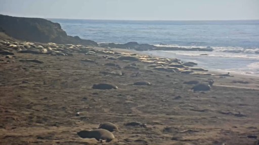 Piedras Blancas Seal  from San Luis Obispo webcam