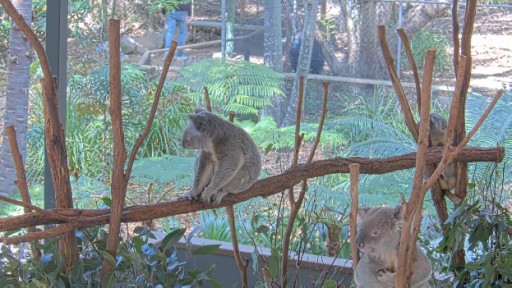 Brisbane - Koala Sanctuary webcam
