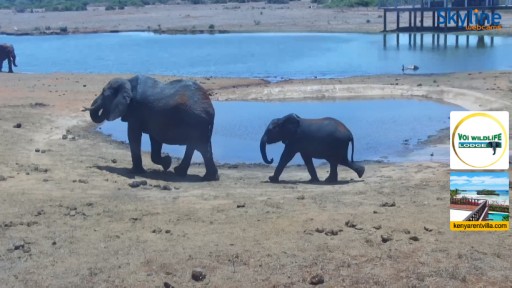 Wildlife  in Tsavo East National Park webcam