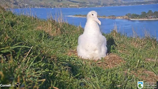Royal Albatross  in Dunedin webcam