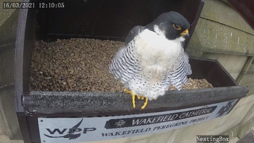 Peregrine Falcon  in Wakefield webcam