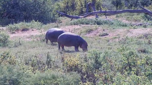 Wildlife  in Olifants River webcam