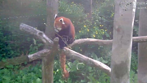 Millbrook - Trevor Zoo webcam