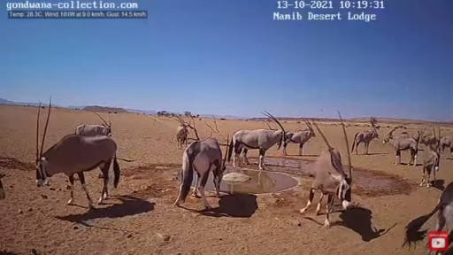 Wildlife  in the Namib webcam