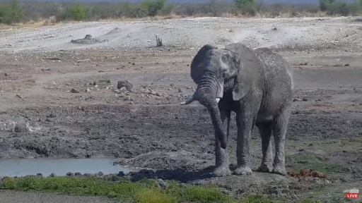 Wildlife  in Madikwe Game Reserve webcam