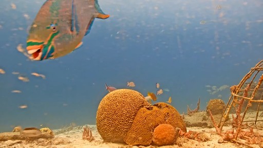 Kralendijk - Coral Reefs webcam