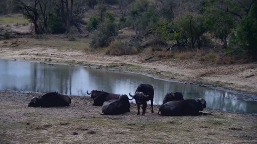 Wildlife  in Thornybush Game Reserve webcam