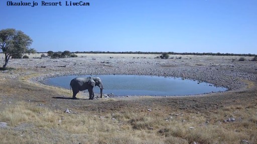 Wildlife  in Etosha National Park webcam