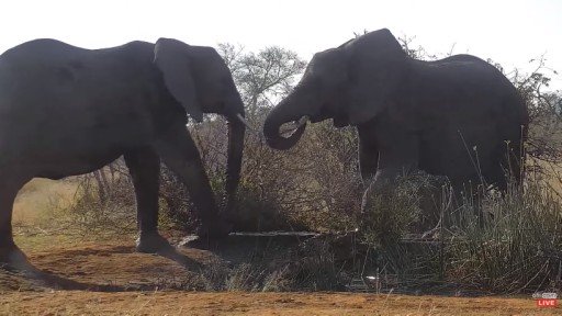 Wildlife  in Balule Nature Reserve webcam
