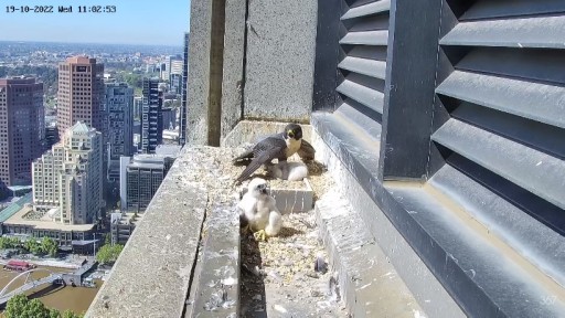 Falcon  in Melbourne webcam
