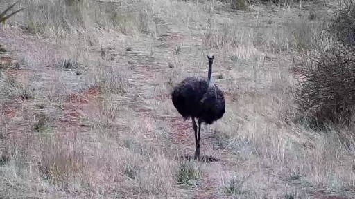 Wildlife  in the Kalahari Desert webcam