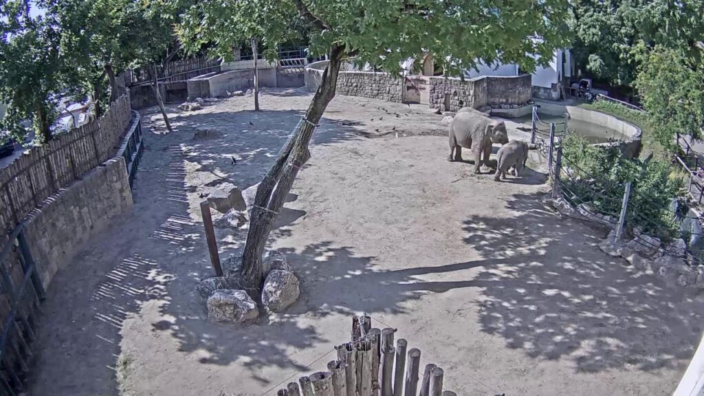 Elephants, Budapest Zoo webcam